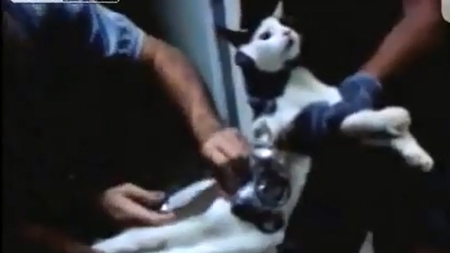 The cats body was wrapped in tape and also carried drills, an earphone, a memory card, batteries and a phone charger (Pic: YouTube) The cats body was wrapped in tape and also carried drills, an earphone, a memory card, batteries and a phone charger (Pic: YouTube)