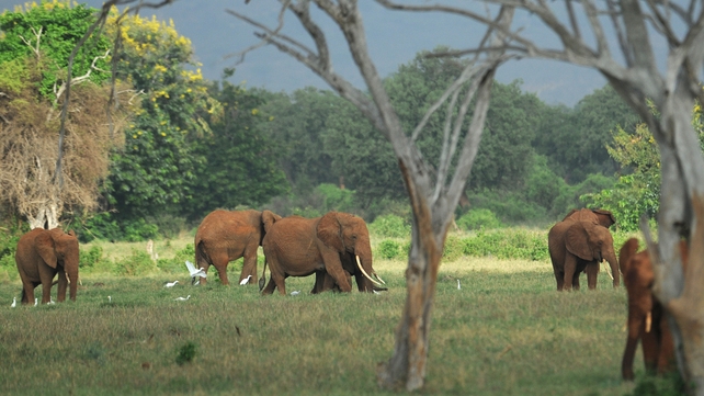 Tsavo National Park is home to about 13,000 elephants Tsavo National Park is home to about 13,000 elephants
