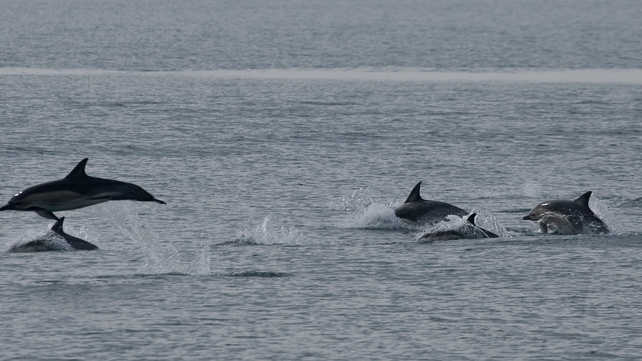 Hundreds of dolphins were spotted by the Wales-based Sea Trust (Pic: Cliff Benson) Hundreds of dolphins were spotted by the Wales-based Sea Trust (Pic: Cliff Benson)