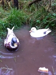 Edenderry Birds In Danger