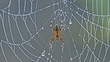 Spider Silk & Silk Worms