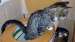 Toilet Training For Cats!