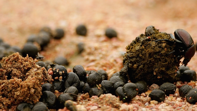 A South African dung beetle pushes a ball of dung A South African dung beetle pushes a ball of dung
