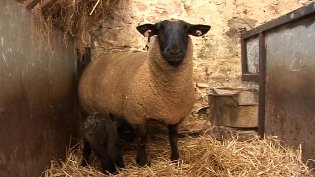 Shakhter Karagandy sacrificed a sheep at the Astana Arena a day before their shock win over Celtic