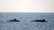 Whale Hunting