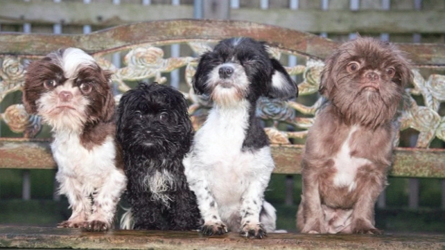 The ISPCA said the dogs were being kept in deplorable conditions (Pic: ISPCA) The ISPCA said the dogs were being kept in deplorable conditions (Pic: ISPCA)
