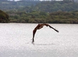 Eagles