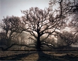 Vote For Tree Of The Year!
