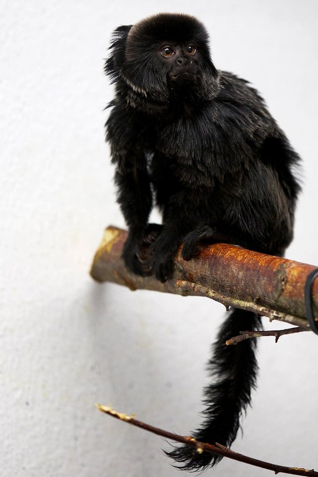 Goeldi's monkey 