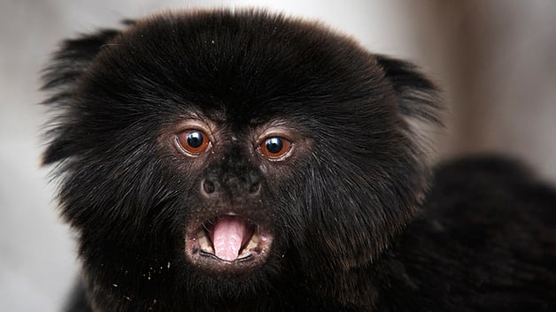 Goeldi's monkey 