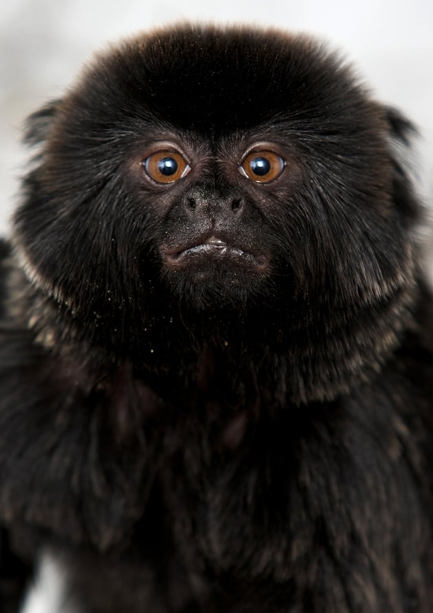 Goeldi's monkey 