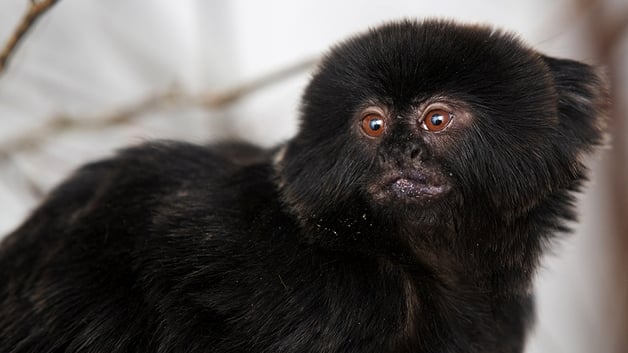 Goeldi's monkey 