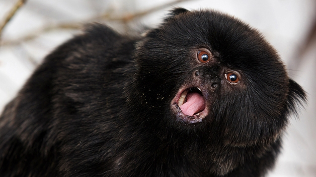 Goeldi's monkey 