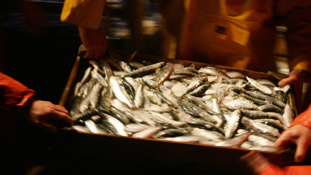 The European Commission says 23% of all fish caught by EU vessels are thrown back into the sea The European Commission says 23% of all fish caught by EU vessels are thrown back into the sea
