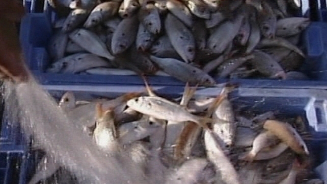 The European Union has agreed to put an end to decades of over-fishing and rebuild dwindling stocks by 2020 The European Union has agreed to put an end to decades of over-fishing and rebuild dwindling stocks by 2020