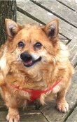 Sugar the dog