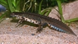 2013 National Newt Survey Needs Your Help!