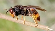Invasion Of Asian Hornets