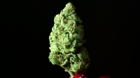 US woman sues FedEx over marijuana delivery US woman sues FedEx over marijuana delivery
