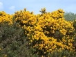 Gorse