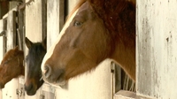 Morning Ireland: ICSA calls for severe financial penalties for horse identification abuse Morning Ireland: ICSA calls for severe financial penalties for horse identification abuse