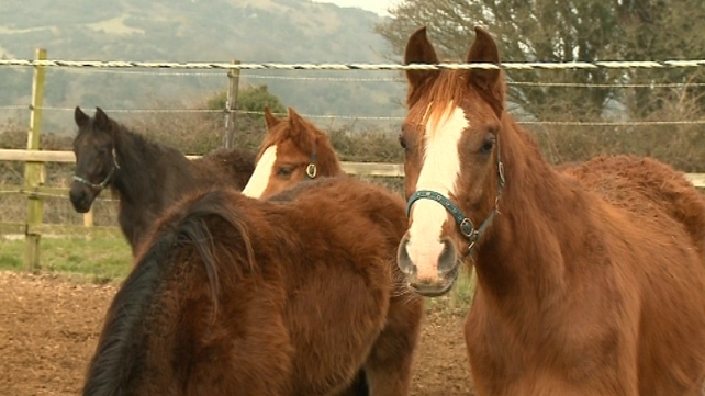 Equine database will supplement current checks at slaughterhouses Equine database will supplement current checks at slaughterhouses