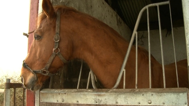 The Department of Agriculture is satisfied that only horses with valid identification are accepted for slaughter The Department of Agriculture is satisfied that only horses with valid identification are accepted for slaughter