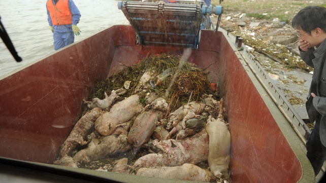 A photo taken through the window on a boat shows dead pigs collected by sanitation workers from Shanghai's main waterway A photo taken through the window on a boat shows dead pigs collected by sanitation workers from Shanghai's main waterway