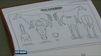 Six One News: Proposals to alter horse licensing system Six One News: Proposals to alter horse licensing system