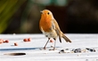 Robins
