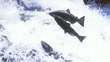Máirtín Breathnach, urlabhraí thar ceann Bhord Iascaigh Mhara & Peadar Ó Maoláin, urlabhraí thar ceann na heagraíochta, Salmon Watch Ireland.
