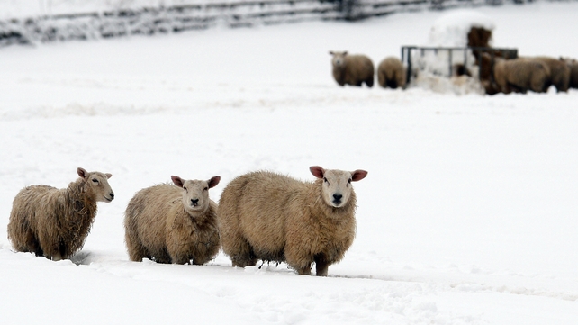Sheep stand in a snow-covered field near Mold, Flintshire, north Wales