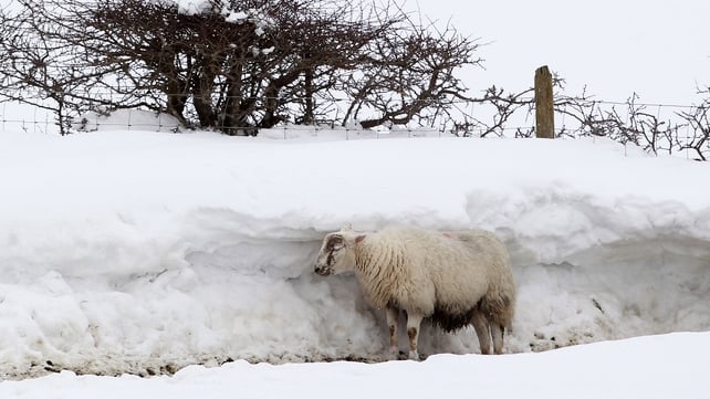 A sheep shelters behind a wall of snow in Northern Ireland A sheep shelters behind a wall of snow in Northern Ireland