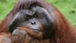 Dublin Zoo