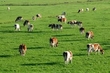 Teagasc