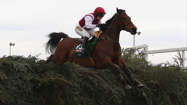 Seabass is set to race in the Punchestown Gold Cup