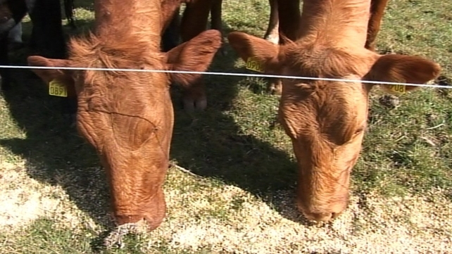 The average income on dairy farms was €51,648, compared to €11,743 on cattle rearing farms The average income on dairy farms was €51,648, compared to €11,743 on cattle rearing farms