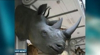 One News: Rhino horns stolen from museum archives One News: Rhino horns stolen from museum archives