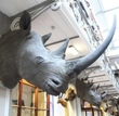 Rhino horns stolen from the Natural History Museum