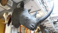 Rhino heads stolen from National Museum Archives Rhino heads stolen from National Museum Archives
