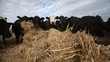 Fodder Crisis Continues
