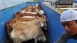 Protest Against Live Animal Exports
