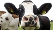 The Importance of Beef & Sheep Farming to the Irish Economy