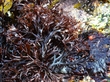 Irish Seaweed