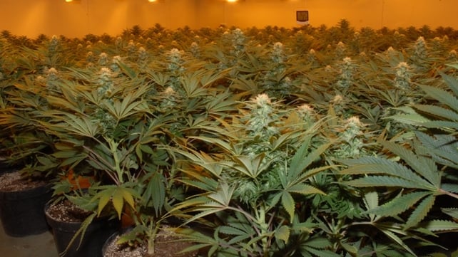 The cannabis plants are estimated to have a street value €2.5m The cannabis plants are estimated to have a street value €2.5m