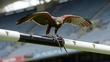 Hawk Eye