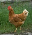 CHOOK CHOOK BOOKS