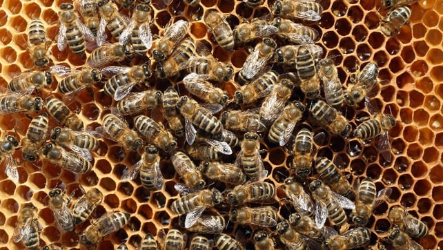 A report published by the European Food Safety Agency concluded that the pesticides posed a 'high acute risk' to pollinators, including honeybees A report published by the European Food Safety Agency concluded that the pesticides posed a 'high acute risk' to pollinators, including honeybees