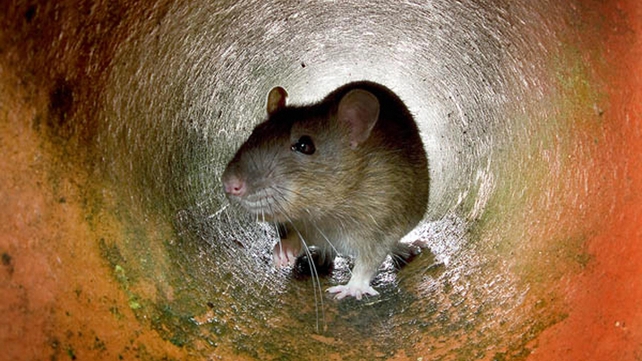 Rats and other small mammals were passed off as mutton Rats and other small mammals were passed off as mutton