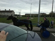 Moyross Horses